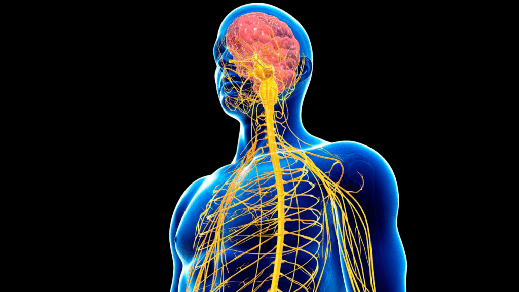 sistema nervioso y ejercicio